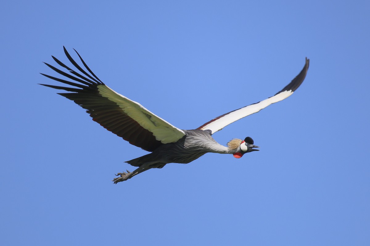 Gray Crowned-Crane - ML638586286