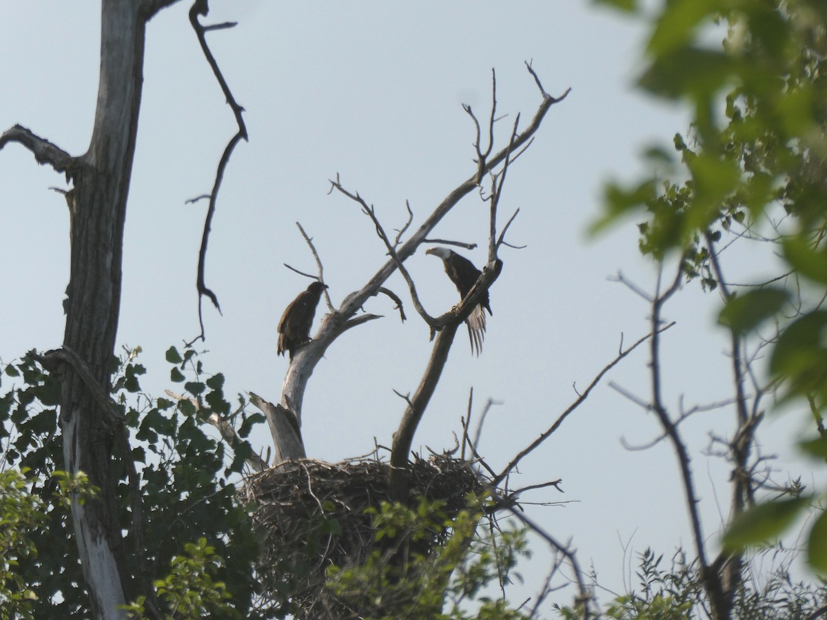 Bald Eagle - ML638586327