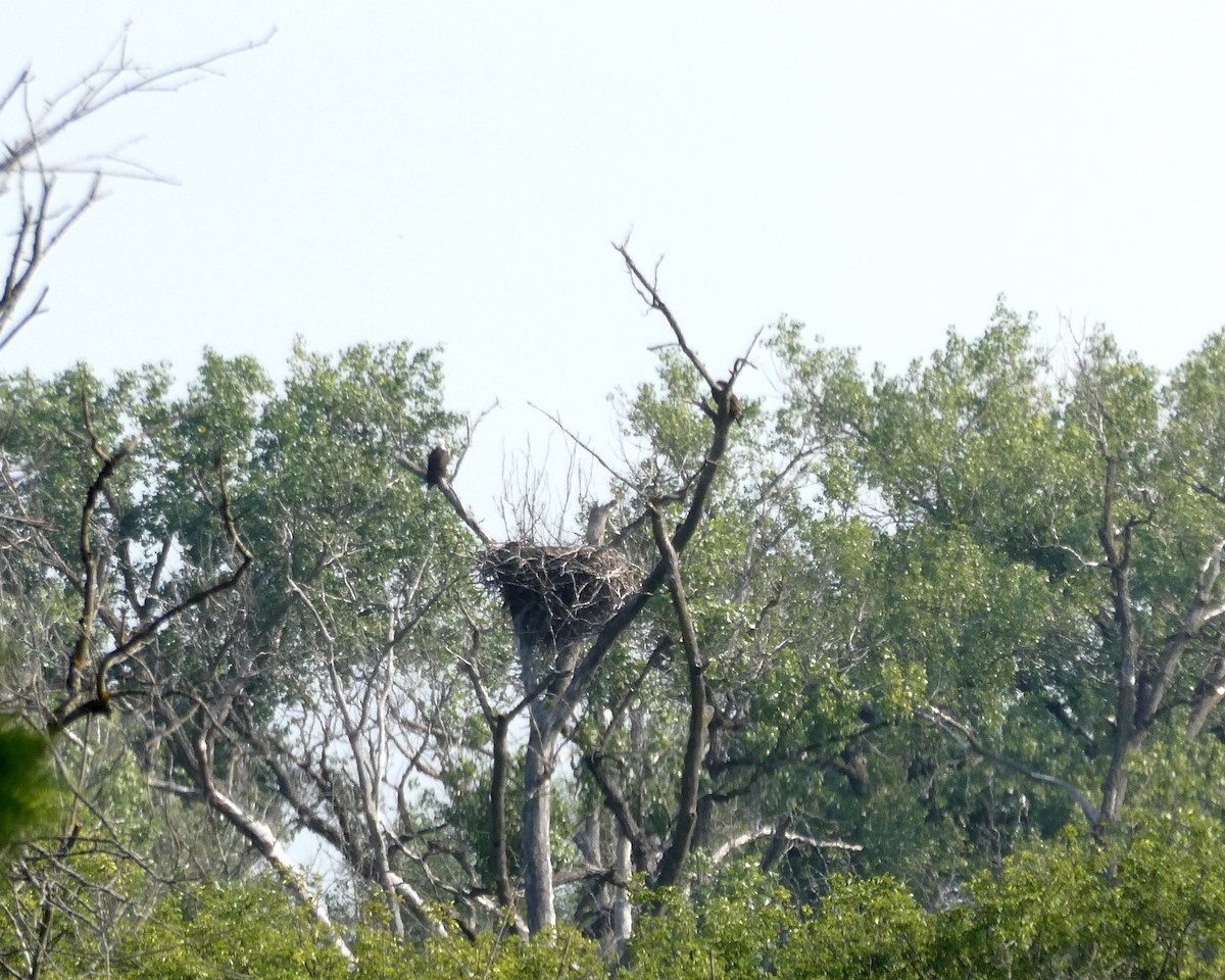 Bald Eagle - ML638586338