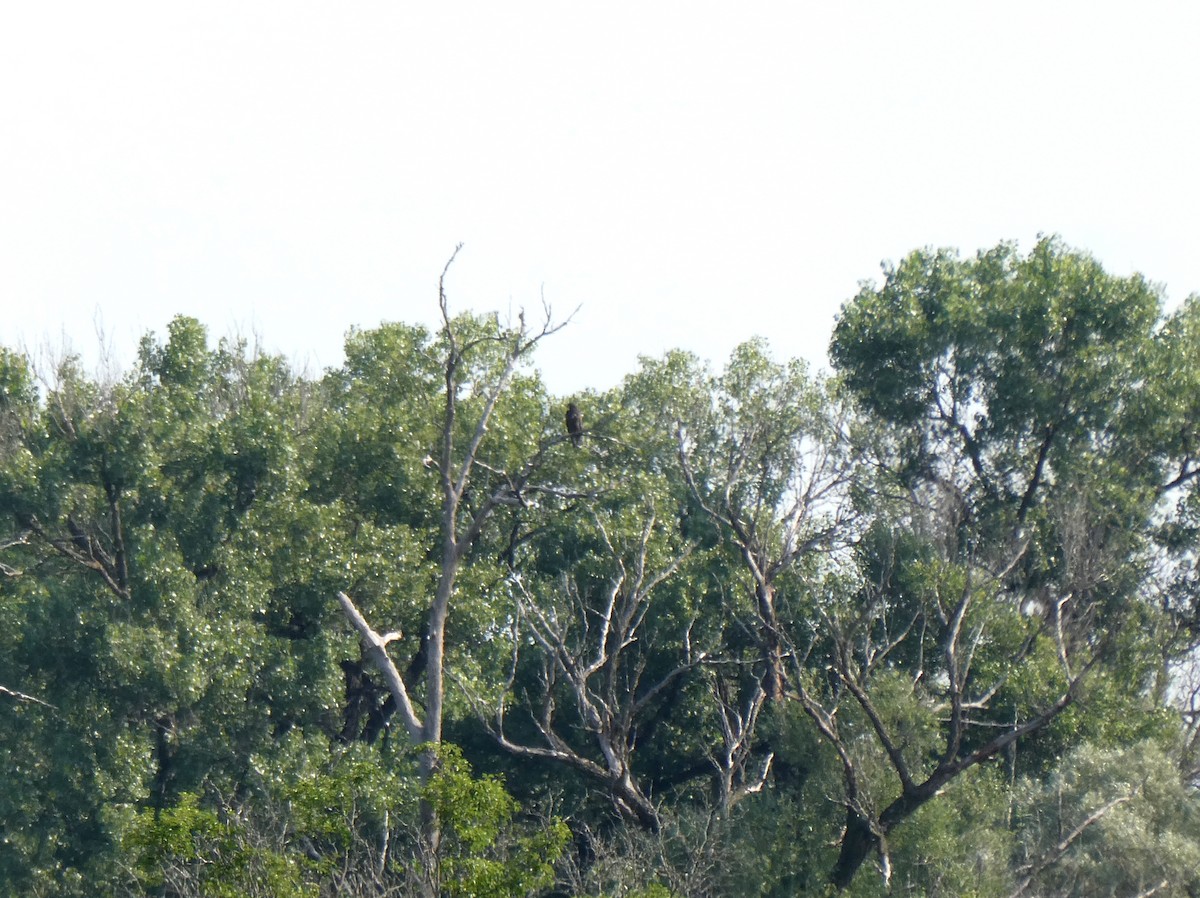 Bald Eagle - ML638586347