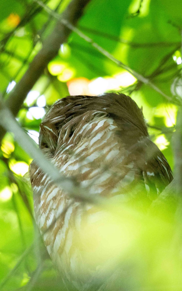 African Wood-Owl - ML638586399