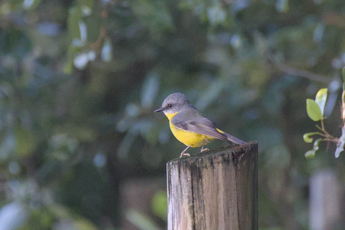 Eastern Yellow Robin - ML638586440