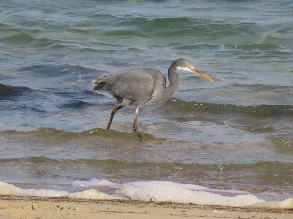 Western Reef-Heron - ML638586486