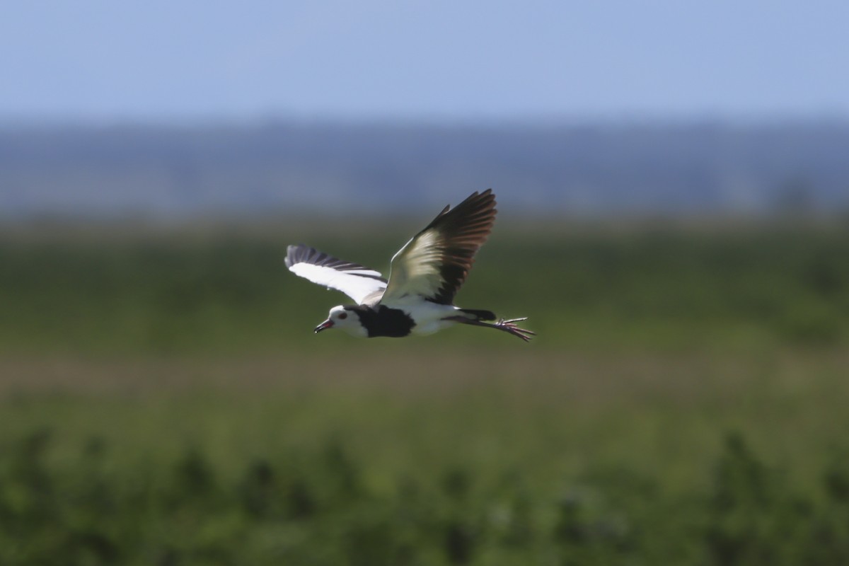 Long-toed Lapwing - ML638586493