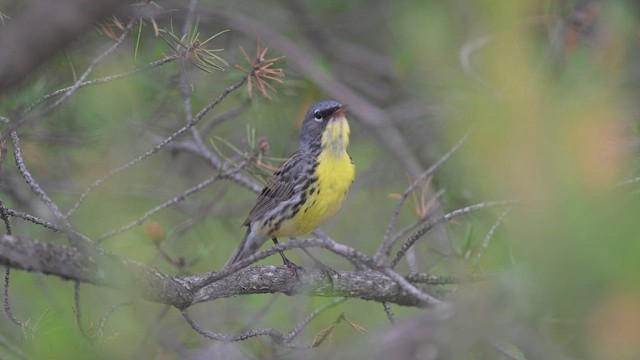 Paruline de Kirtland - ML638586534