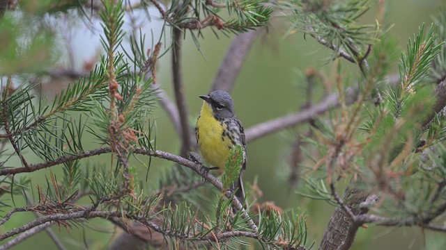 Paruline de Kirtland - ML638586535