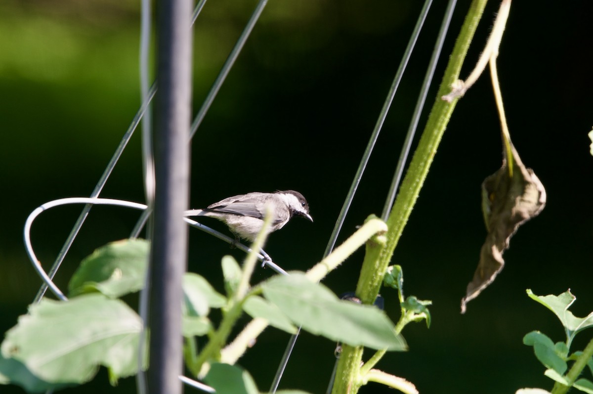 Carolina Chickadee - ML638586543