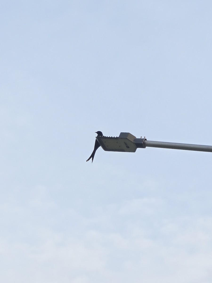 Königsdrongo - ML638586560