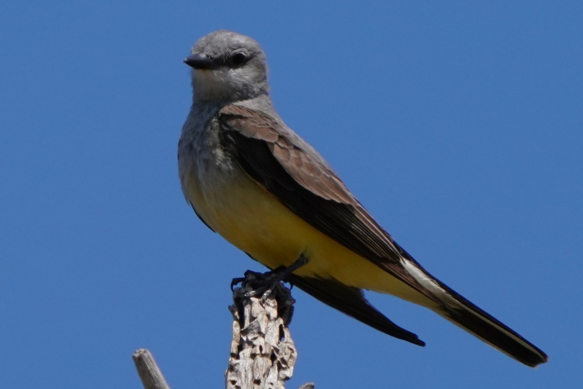 Schmalschnabel-Königstyrann - ML638586591