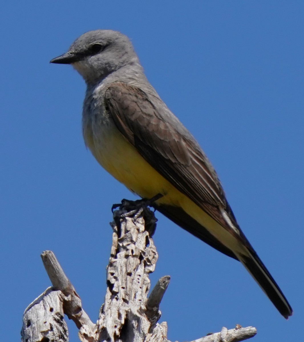 Schmalschnabel-Königstyrann - ML638586592