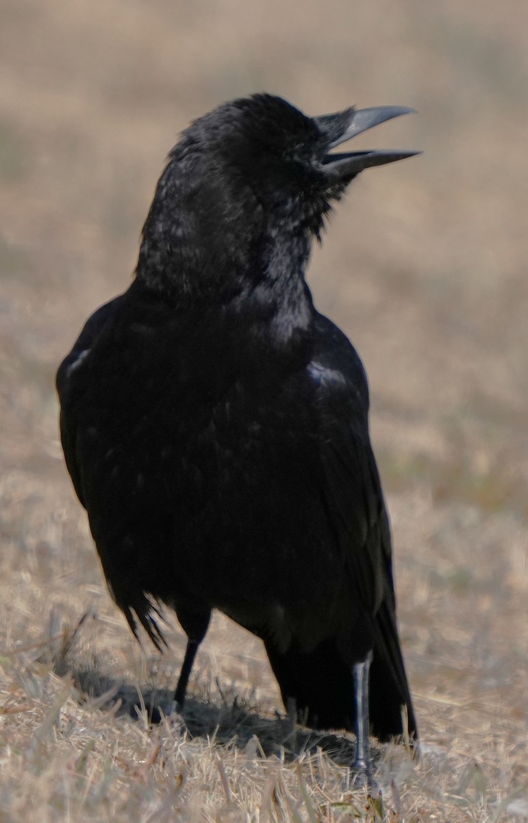 Amerikakrähe - ML638586633