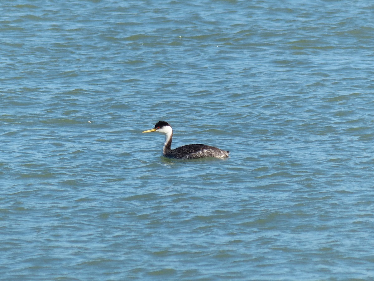 Western Grebe - ML638586657