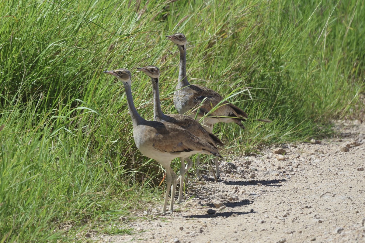 White-bellied Bustard - ML638586699