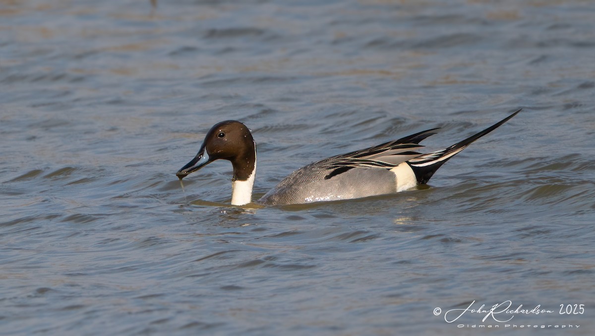 Northern Pintail - ML638586777