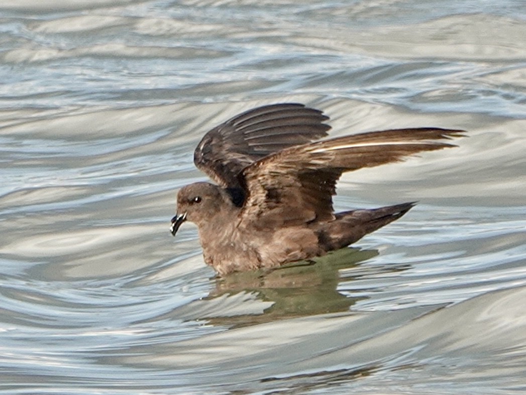 Least Storm-Petrel - ML638586827