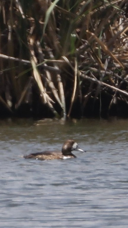 Greater Scaup - ML638586829
