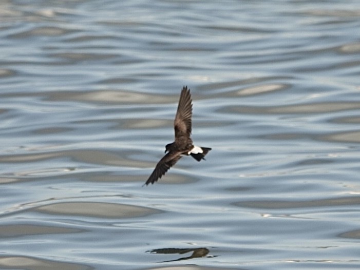 Wedge-rumped Storm-Petrel - ML638586848