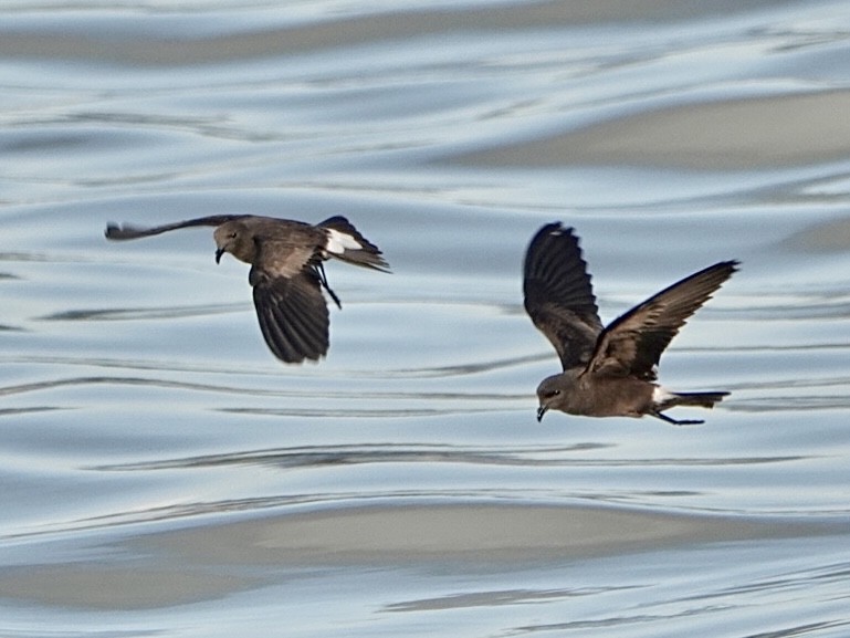 Wedge-rumped Storm-Petrel - ML638586857
