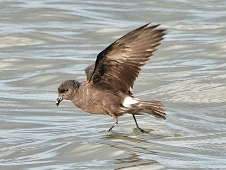Wedge-rumped Storm-Petrel - ML638586873
