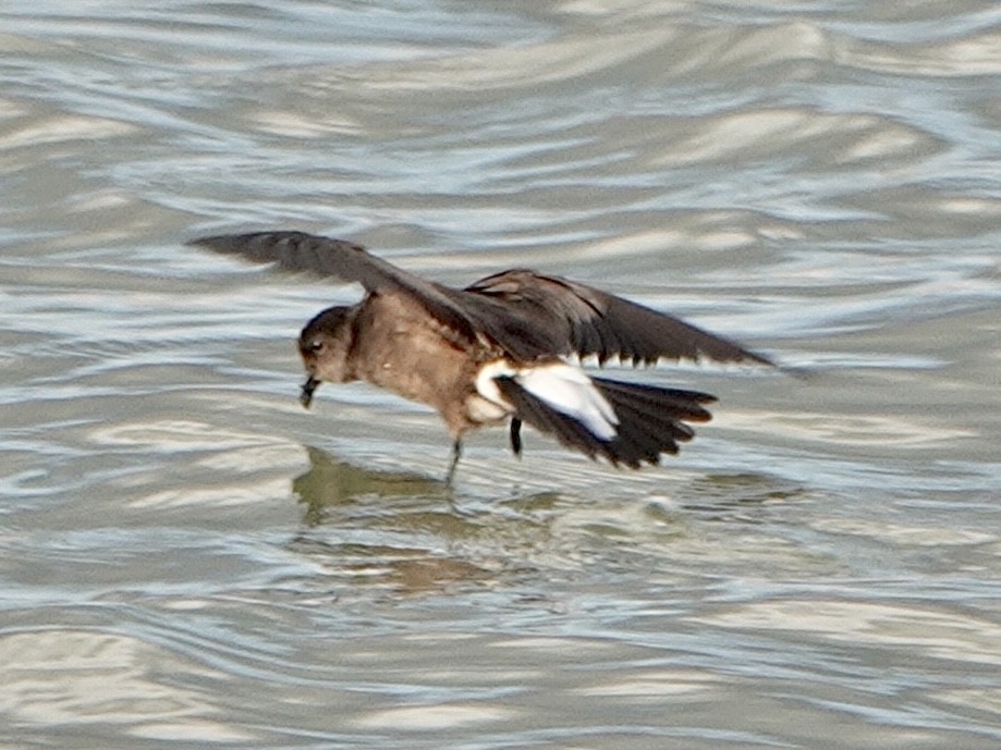 Wedge-rumped Storm-Petrel - ML638586874