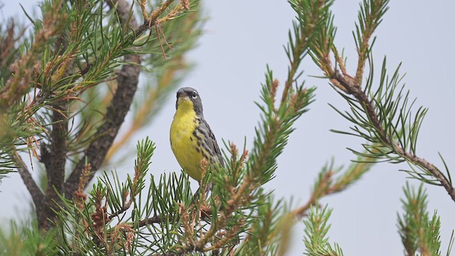 Paruline de Kirtland - ML638586910