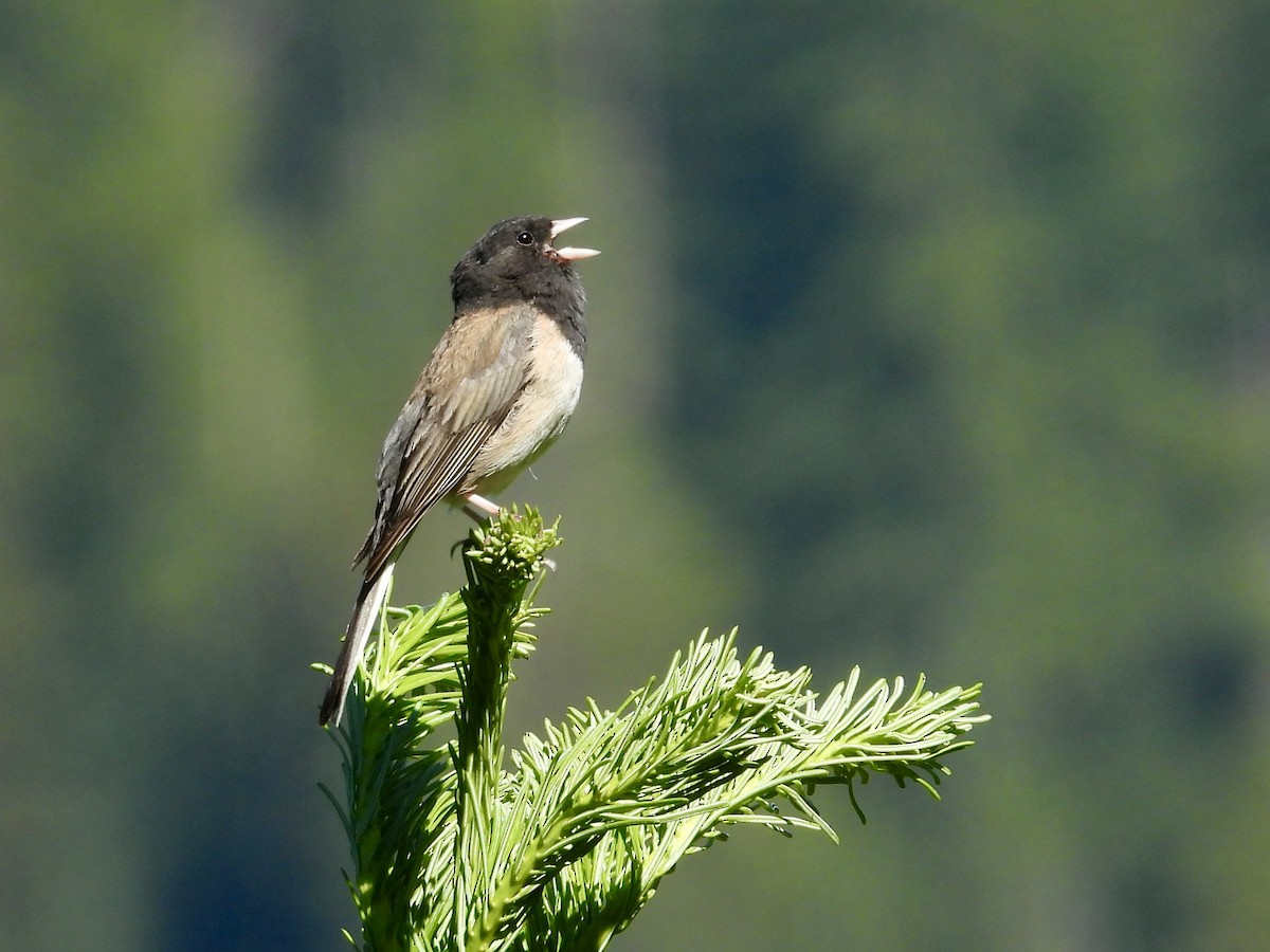 Dark-eyed Junco - ML638586920