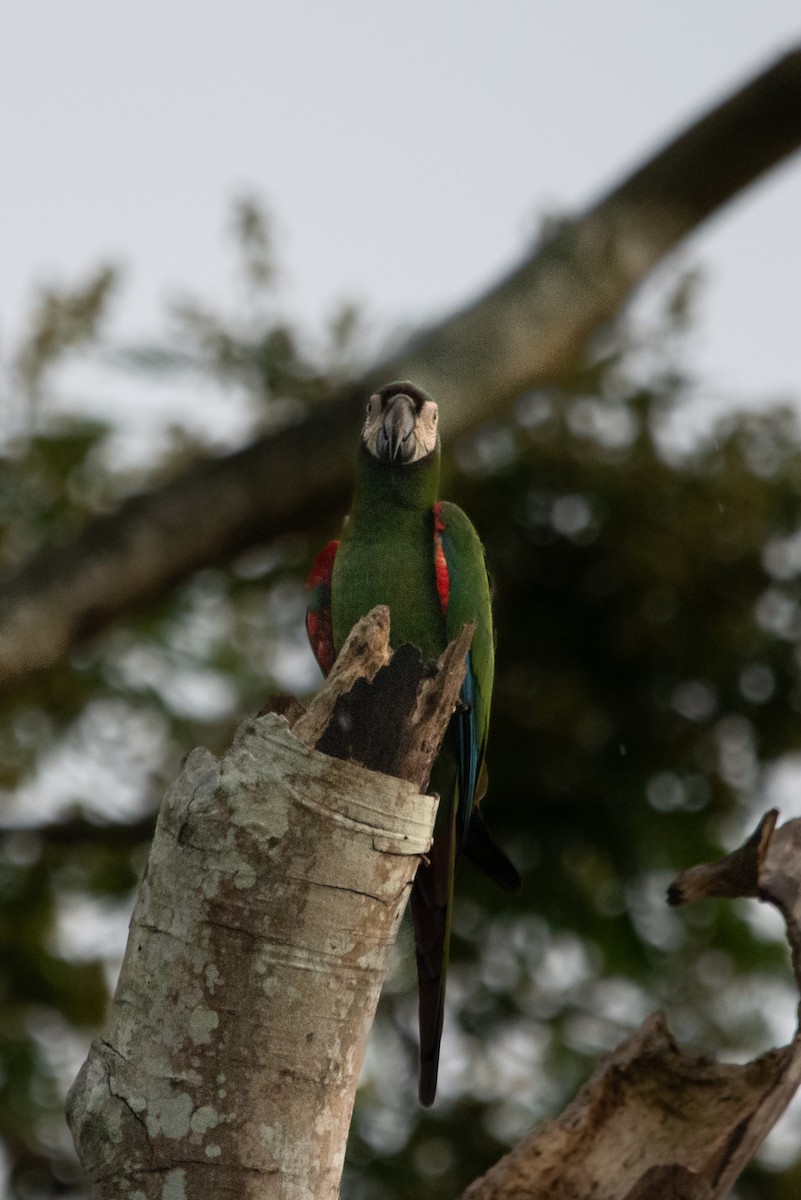 Chestnut-fronted Macaw - ML638586937