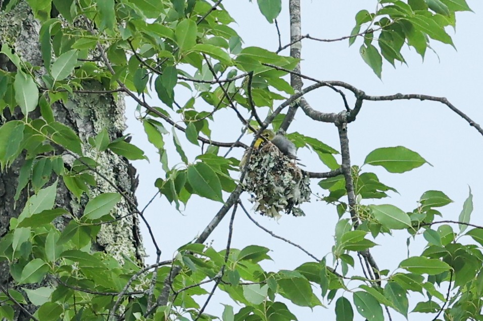 Yellow-throated Vireo - ML638586991