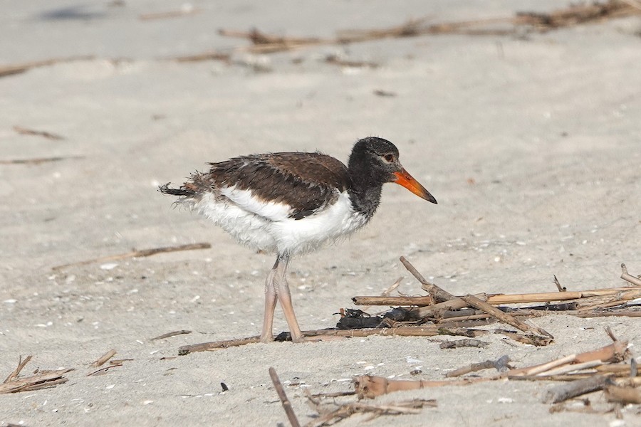 American Oystercatcher - Karen Thompson