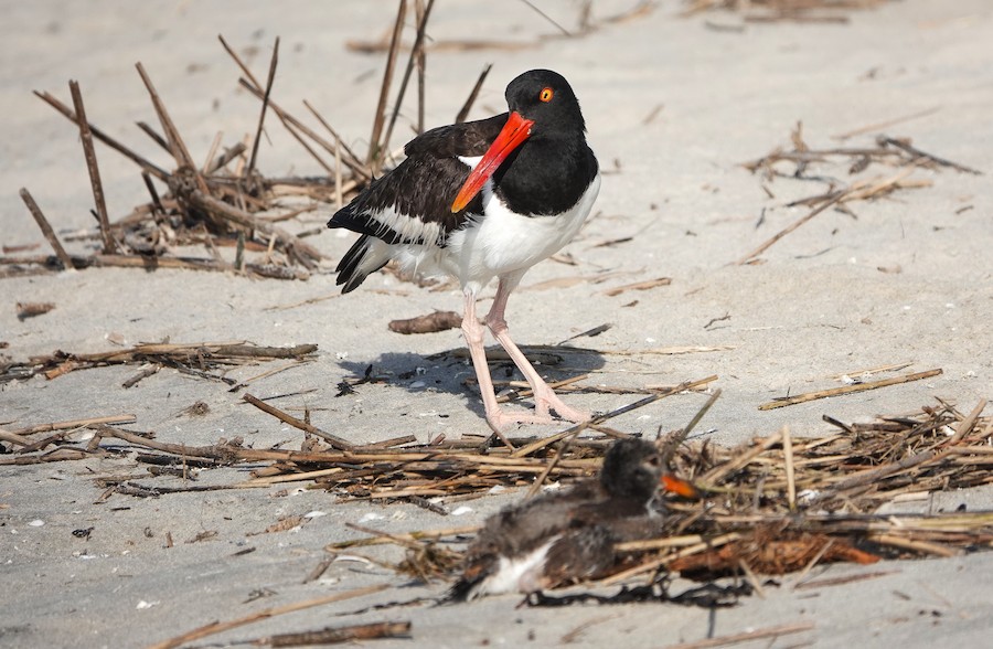 American Oystercatcher - Karen Thompson
