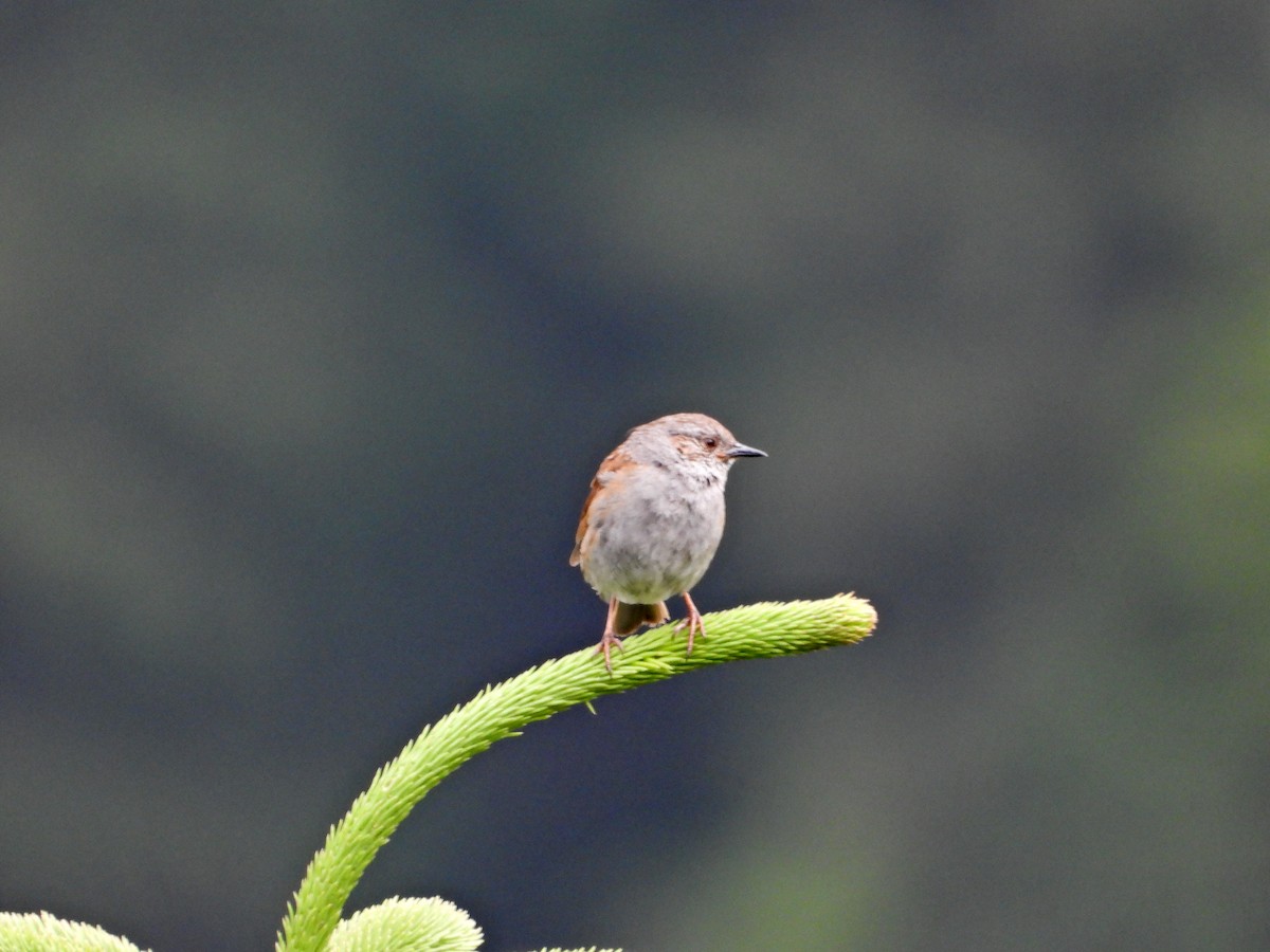 Dunnock - ML638586999
