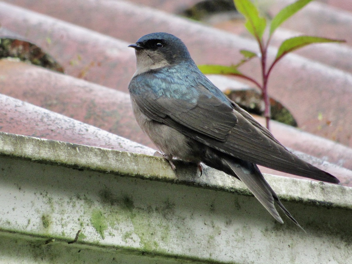 Brown-bellied Swallow - ML638587064