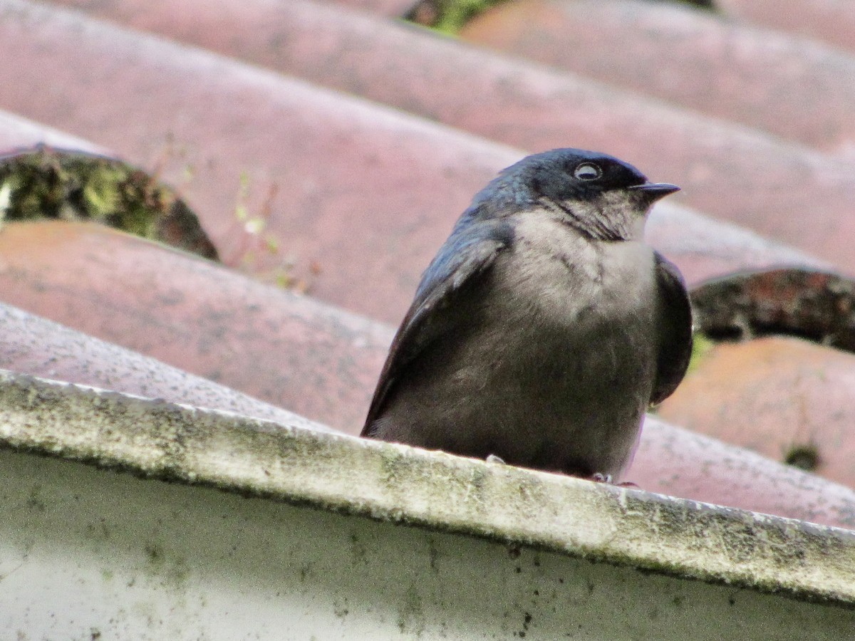 Brown-bellied Swallow - ML638587070