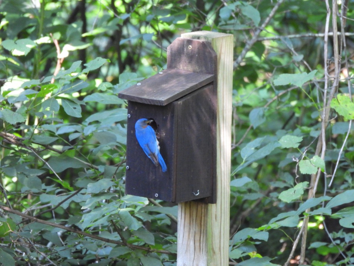 Eastern Bluebird - ML638587076