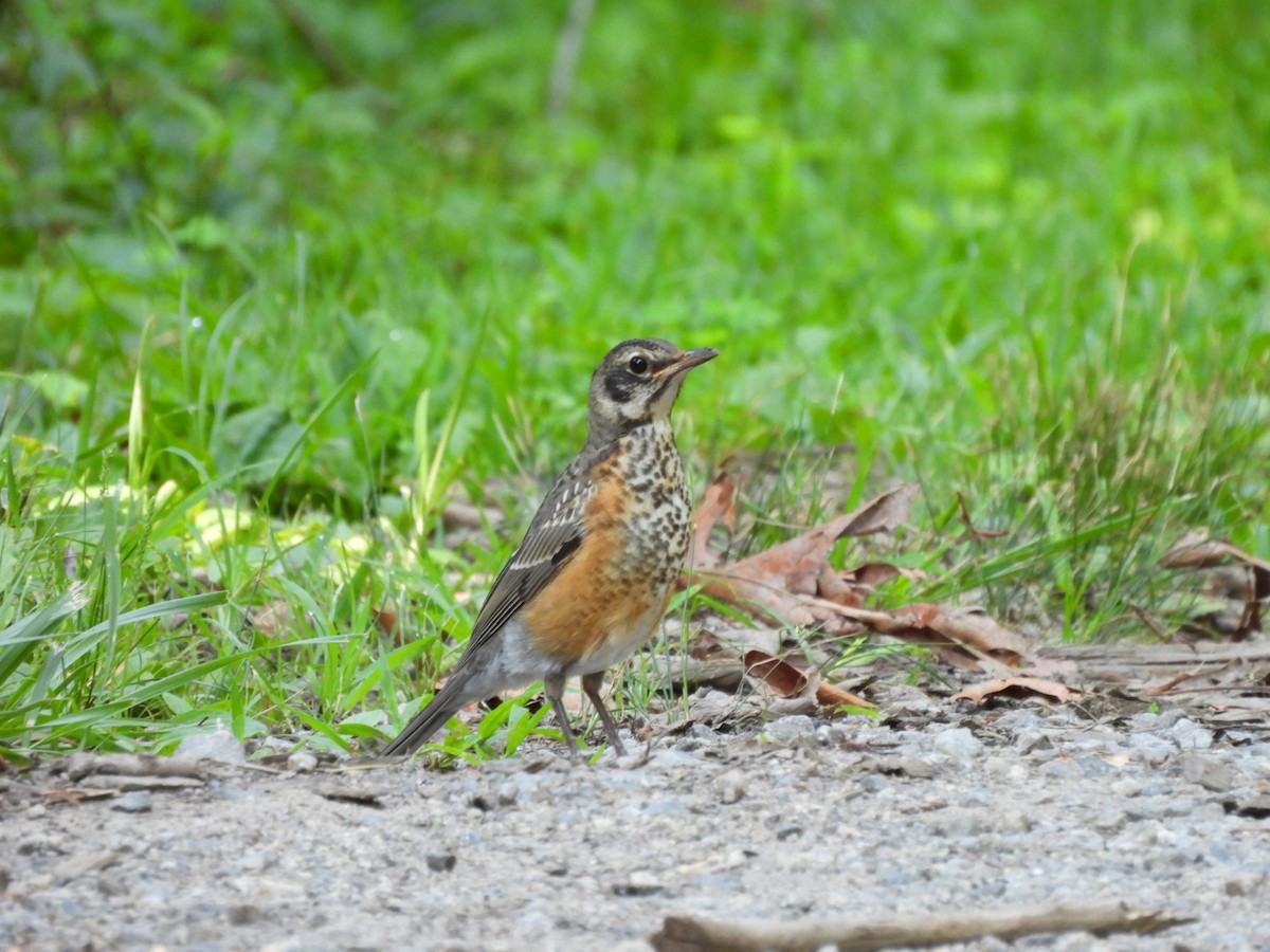 American Robin - ML638587087