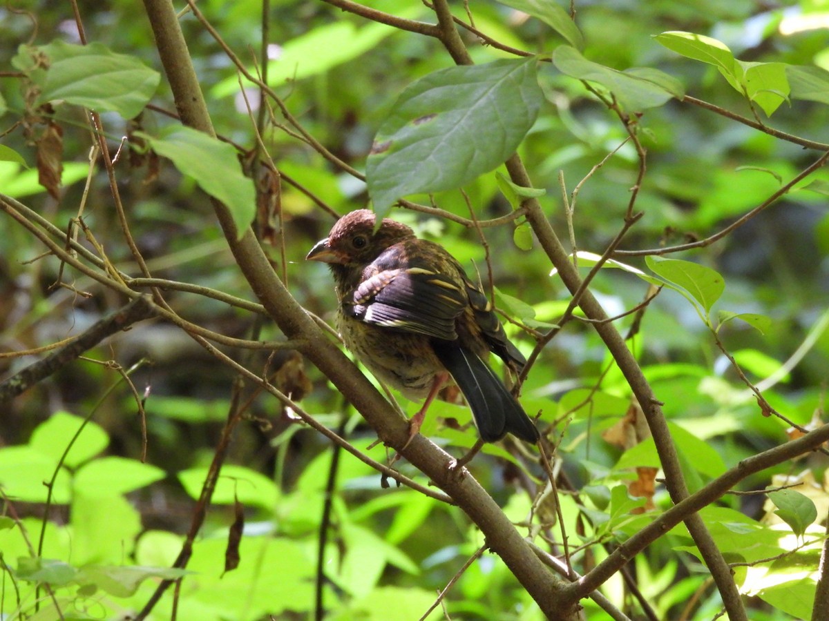 Eastern Towhee - ML638587098