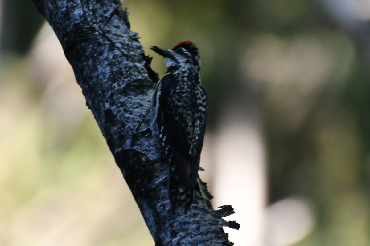 Yellow-bellied Sapsucker - ML638587126