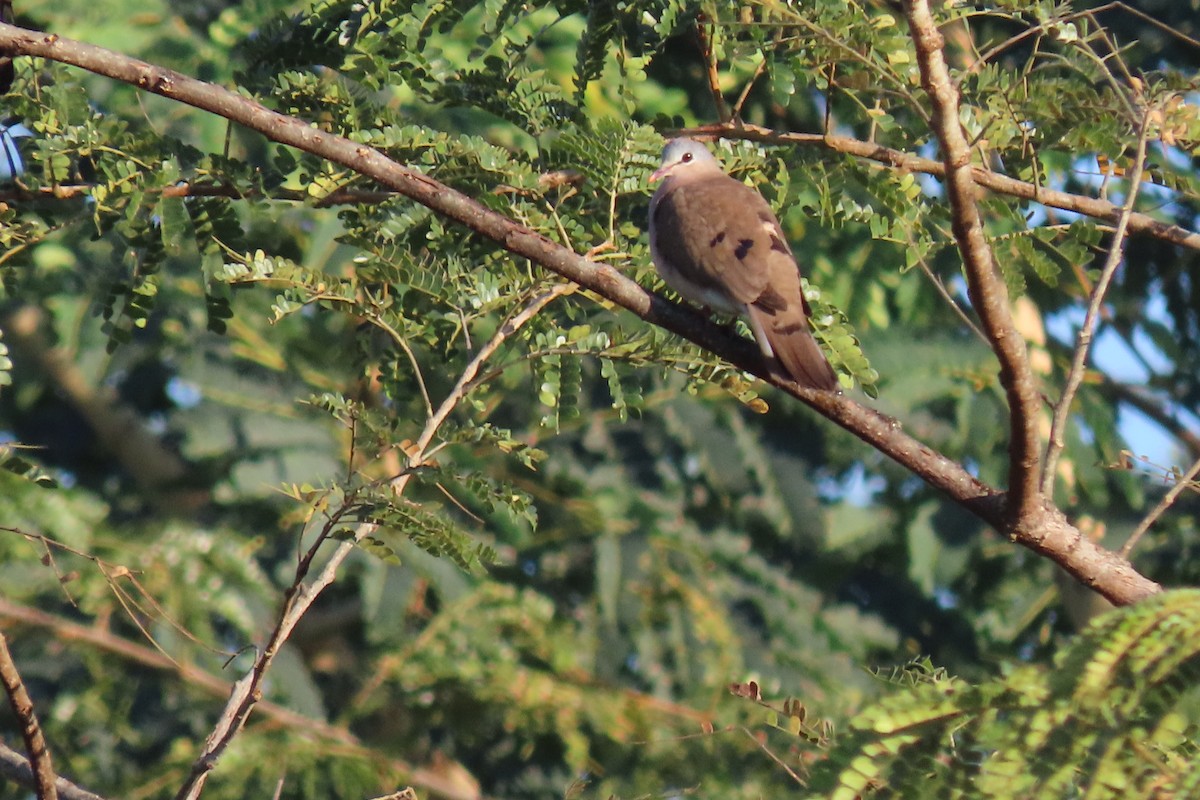 Blue-spotted Wood-Dove - ML638587143