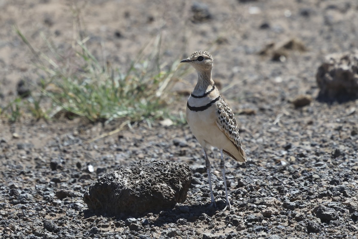 Double-banded Courser - ML638587147