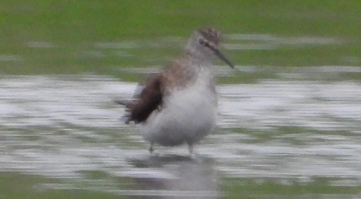 Einsiedelwasserläufer - ML638587148
