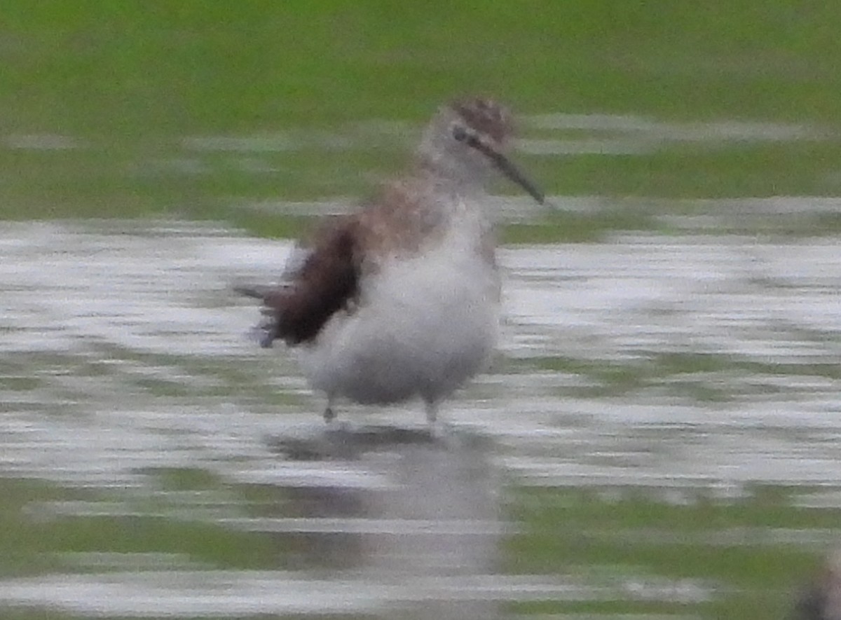Einsiedelwasserläufer - ML638587149