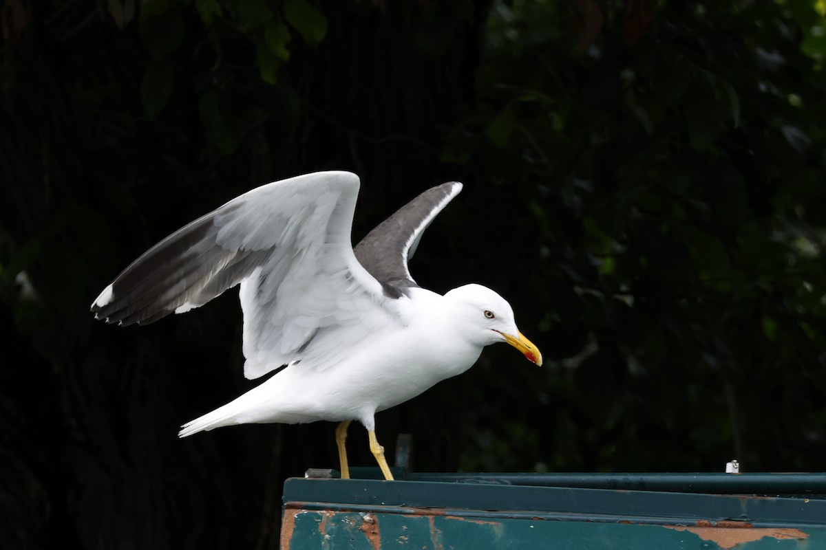 Lesser Black-backed Gull (intermedius) - ML638587153