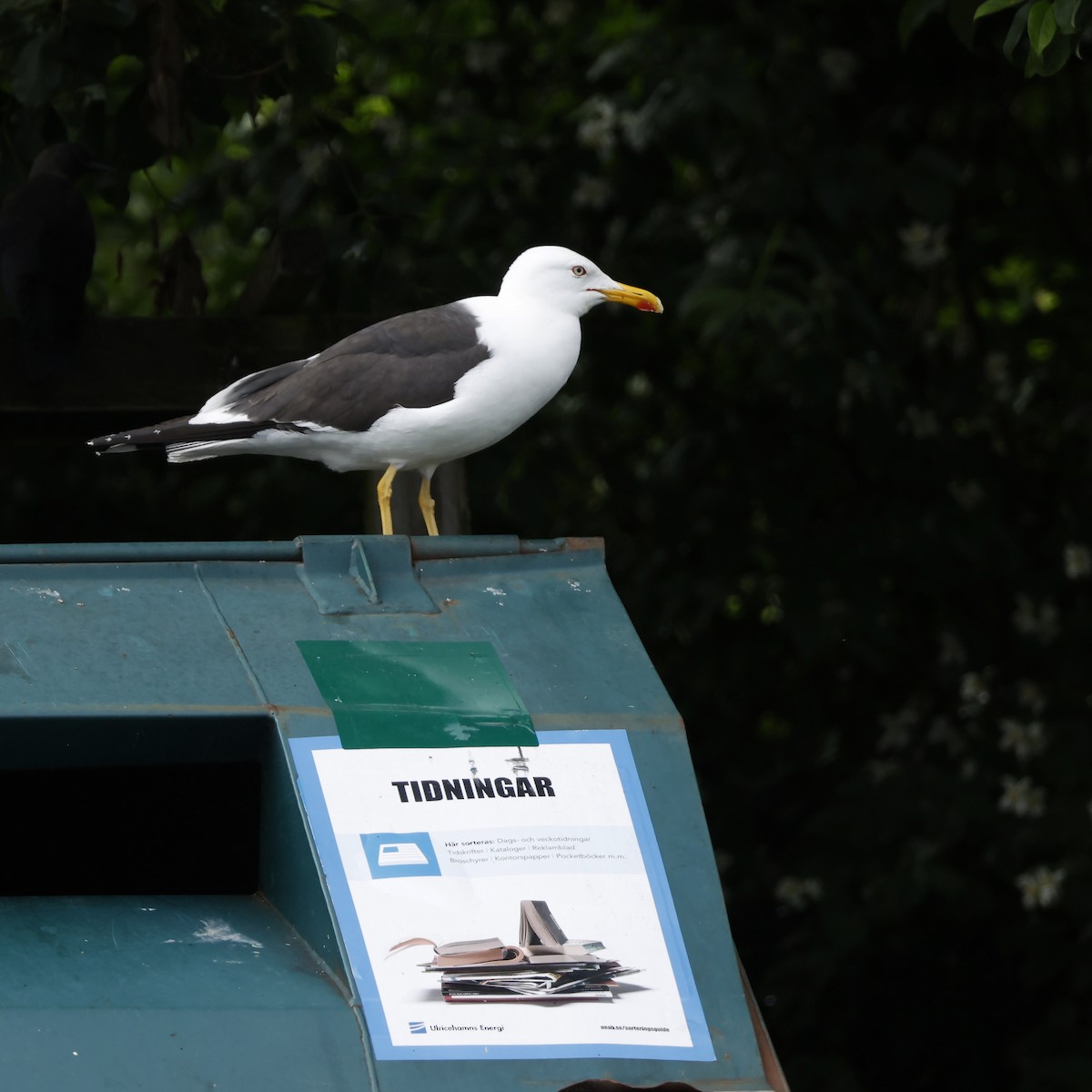 Lesser Black-backed Gull (intermedius) - ML638587154