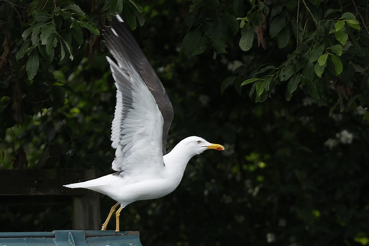 Lesser Black-backed Gull (intermedius) - ML638587155
