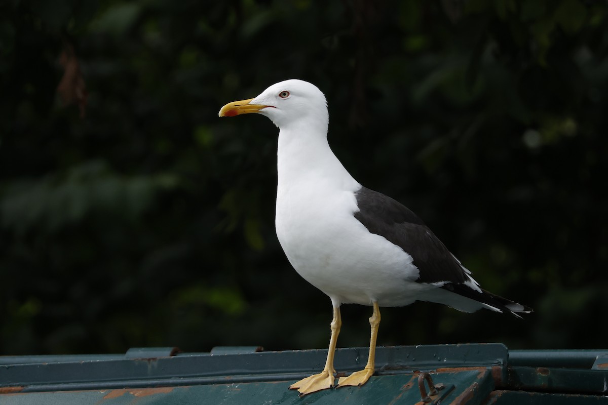 Lesser Black-backed Gull (intermedius) - ML638587159