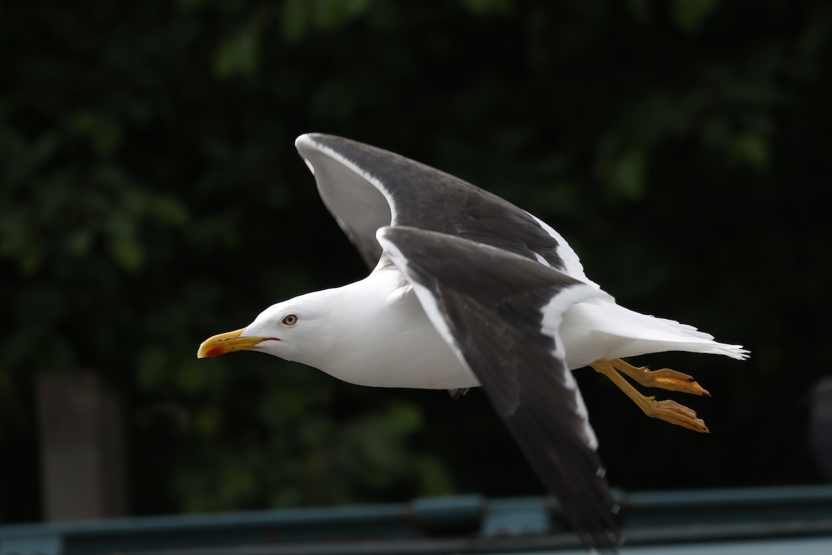 Lesser Black-backed Gull (intermedius) - ML638587160