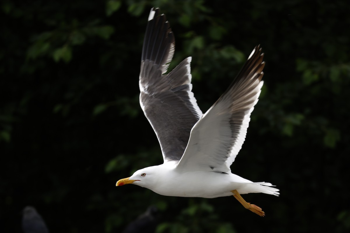 Lesser Black-backed Gull (intermedius) - ML638587161