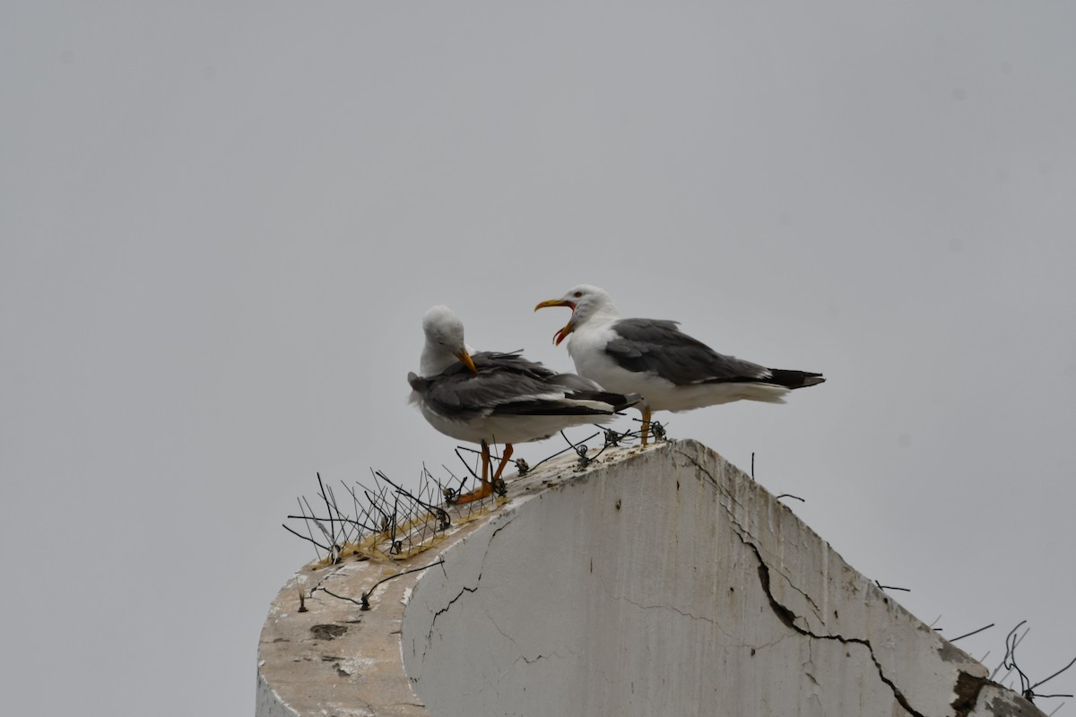 Lesser Black-backed Gull - ML638587180