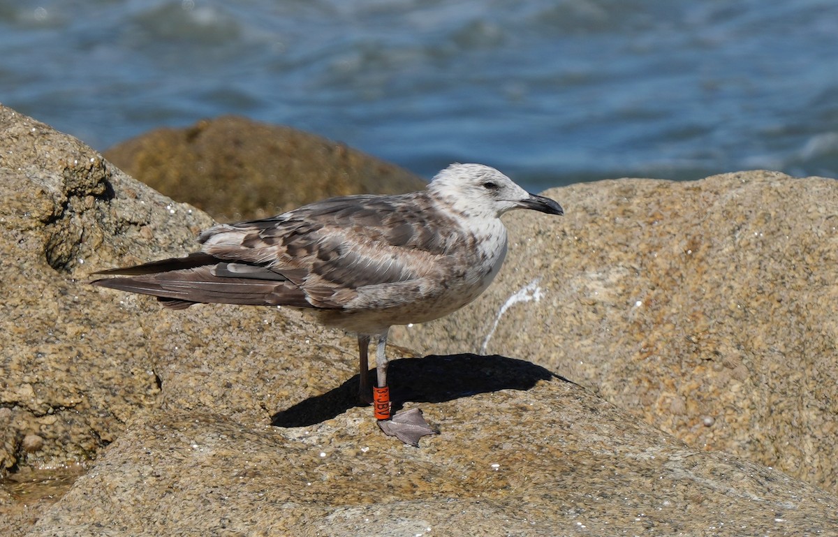 Lesser Black-backed Gull - ML638587203