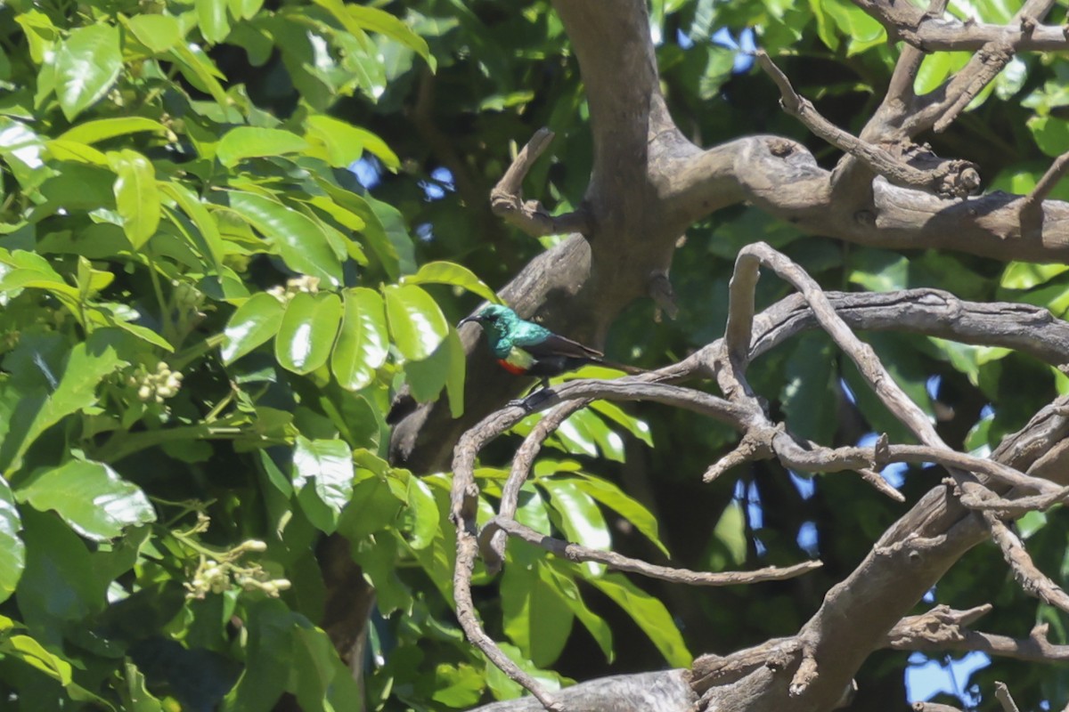 Gorgeous Sunbird - ML638587279